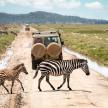 Zebras crossing a road in Africa
