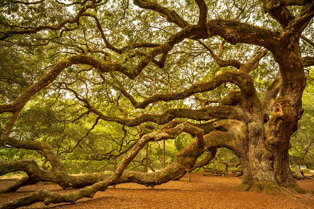 Angel Oak Tree Near Charleston South Carolina