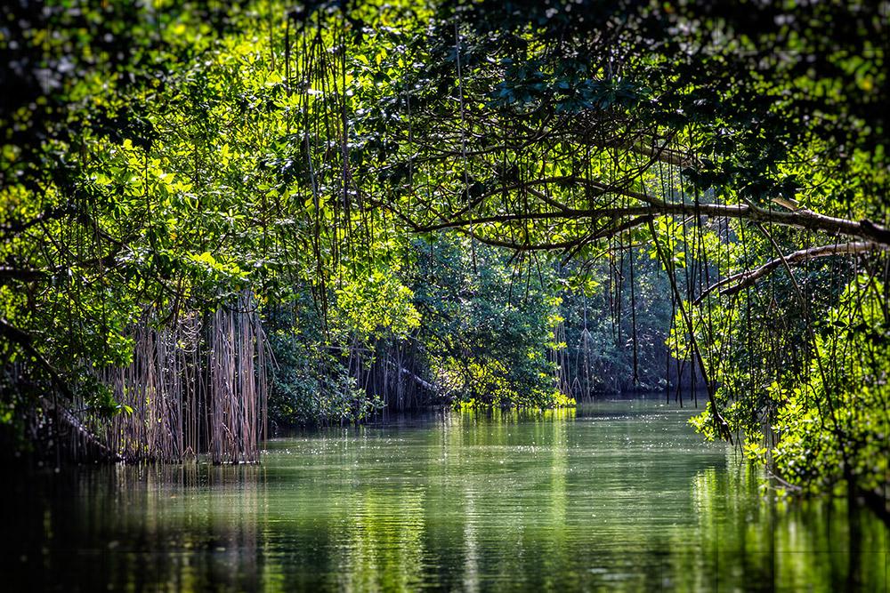 Black River surrounded by lush greenery 
