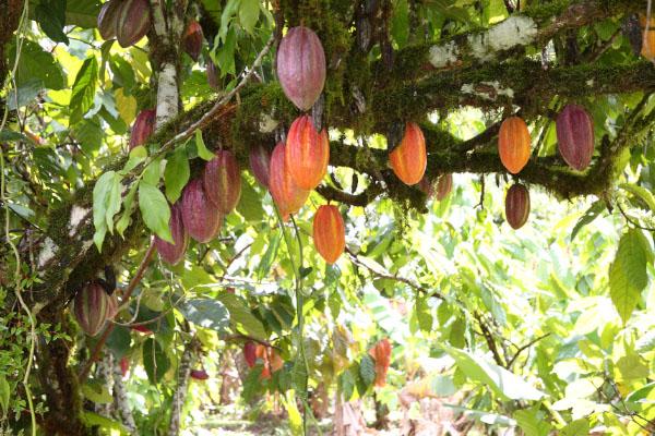Cocoa beans