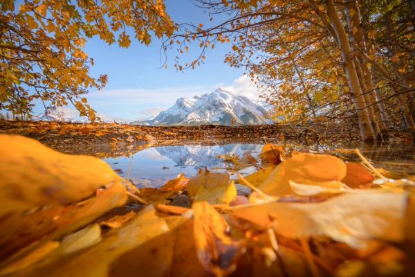 Snowy mountains reflected in a lake framed by autumn trees and fallen leaves.
