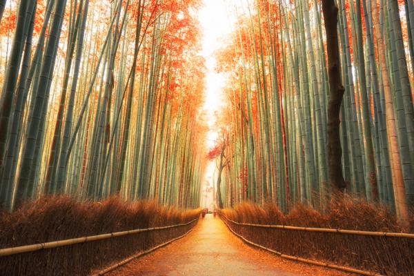 Tall bamboo trees with autumn leaves line a quiet walking path in Japan.