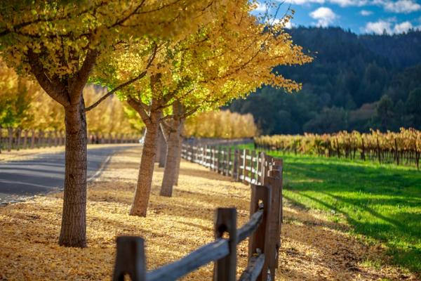 Road beside vineyard and trees with bright yellow autumn leaves