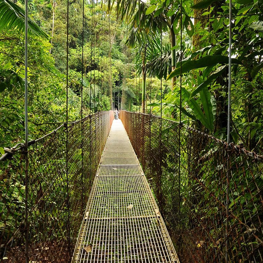 A rope bridge suspended through the jungle