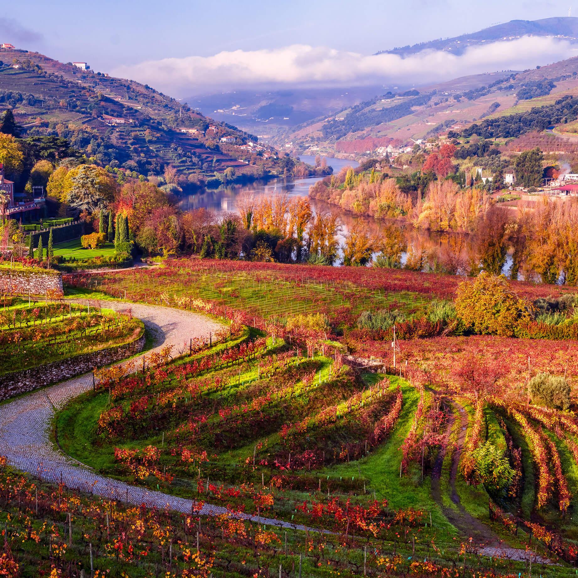 Scenic view of the Douro Valley in Portugal during autumn, featuring terraced vineyards